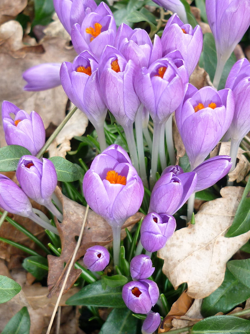 Purple Crocus Flowers Blooming Among Dry Leaves in Spring