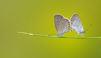 Two mating butterflies on a blade of grass