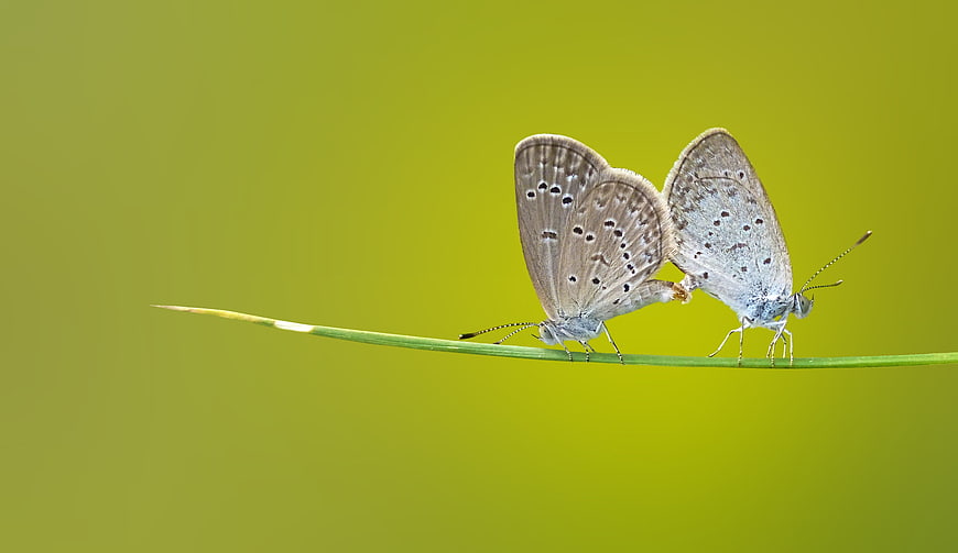 Two mating butterflies on a blade of grass