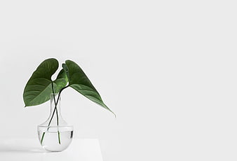 Minimalist Green Plant in Glass Vase on White Background