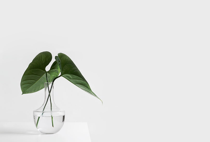 Minimalist Green Plant in Glass Vase on White Background