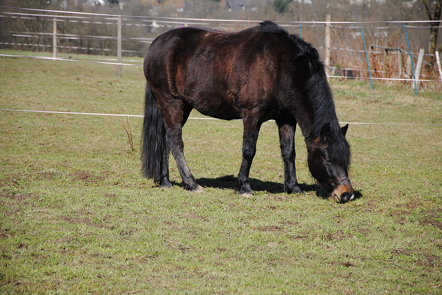 Dark brown horse grazing in a grassy paddock
