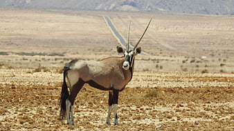 Oryx Antelope Standing in Arid Desert Landscape
