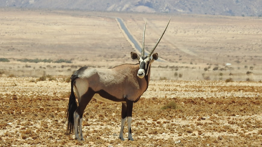 Oryx Antelope Standing in Arid Desert Landscape