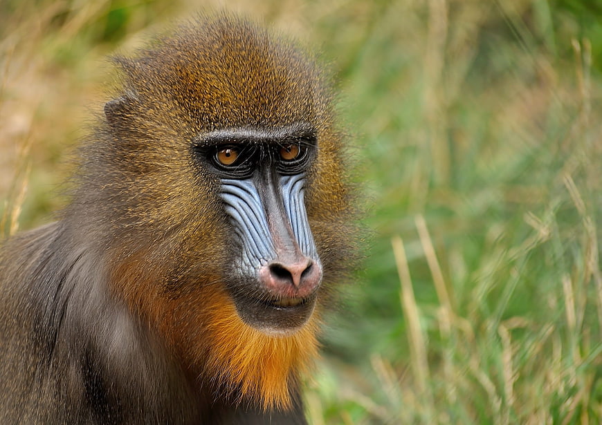Close-up portrait of a male mandrill in the wild