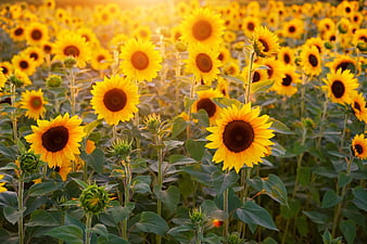 Vibrant Sunflower Field Backlit by Golden Hour Sunlight
