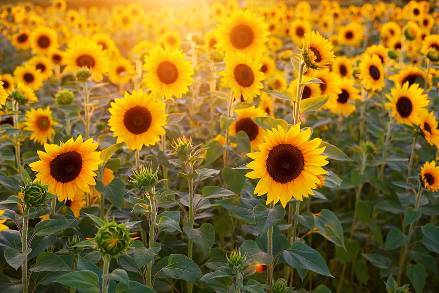 Vibrant Sunflower Field Backlit by Golden Hour Sunlight