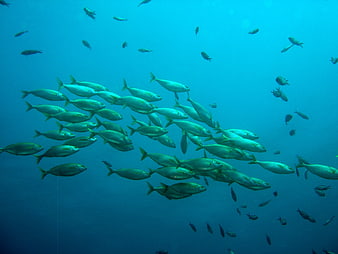 School of striped fish swimming underwater in blue ocean