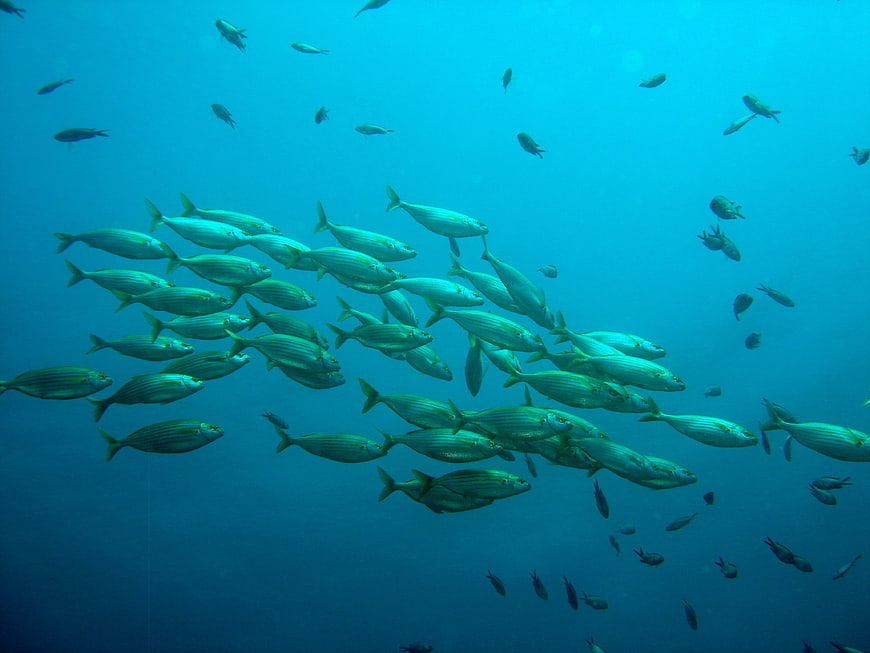 School of striped fish swimming underwater in blue ocean