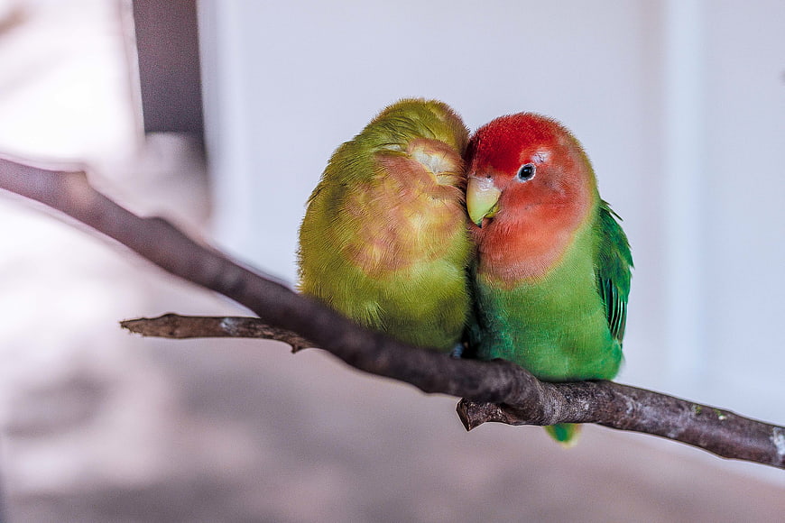 Two Lovebirds Perched Together on a Branch