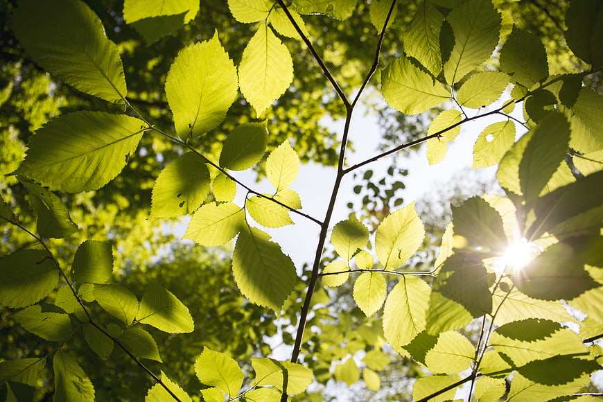 Sunlit Green Tree Leaves Backlit By Bright Sunlight