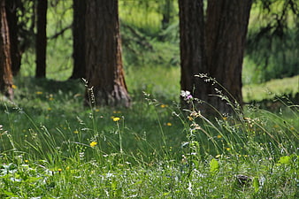 Sunlit Forest Meadow With Wildflowers And Tall Grasses