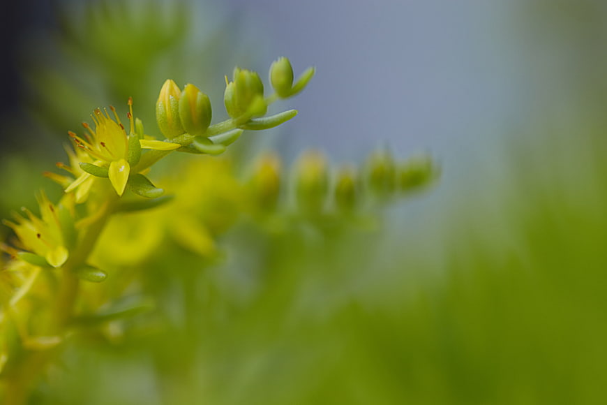 Close-up of yellow sedum flower buds with blurred green background