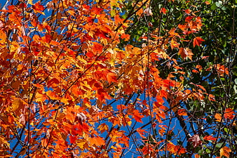 Vibrant Orange and Red Autumn Leaves Against Blue Sky