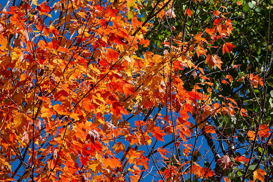 Vibrant Orange and Red Autumn Leaves Against Blue Sky