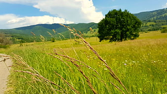 Tall grass in a green meadow with mountains and a tree