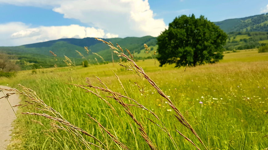 Tall grass in a green meadow with mountains and a tree
