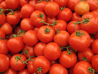 Fresh Red Tomatoes Pile Close Up