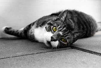 Grayscale Cat with Selective Color Yellow Eyes