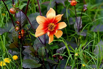 Vibrant Orange Dahlia Flower in Green Garden