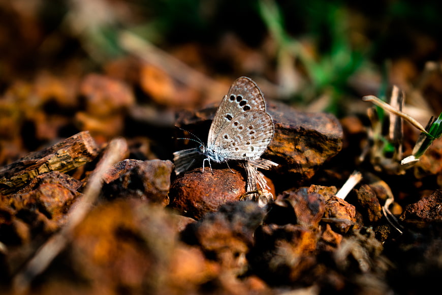 Close-up of a small butterfly resting on forest soil