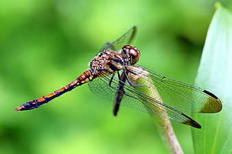 Close-up of a brown dragonfly on a green leaf