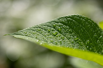 Close-up of Green Leaf with Water Droplets