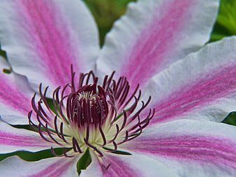 Close-up of Pink and White Striped Clematis Flower