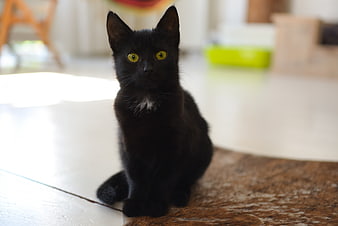 Cute black kitten with yellow eyes sitting on rug