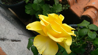 Close-up of a vibrant yellow rose in a garden
