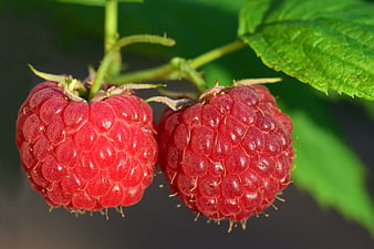 Close-up of two ripe red raspberries on a bush