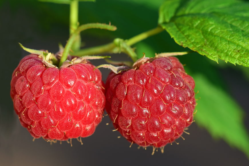 Close-up of two ripe red raspberries on a bush