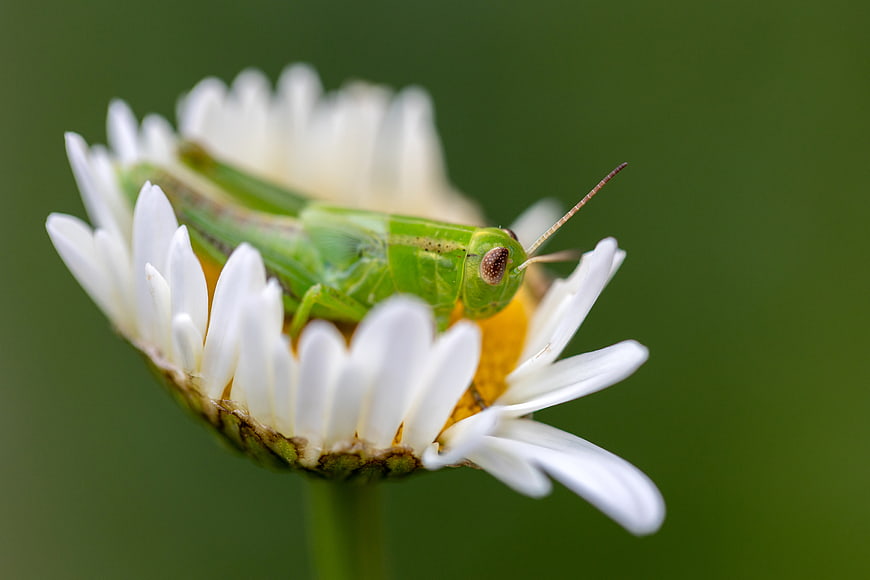 Green Grasshopper on White Daisy Macro Nature Photography