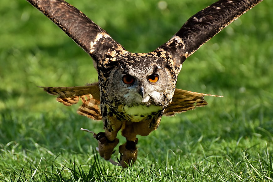 Eurasian Eagle Owl Landing on Green Grass