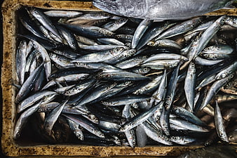 Top view of fresh sardines in a fish market crate