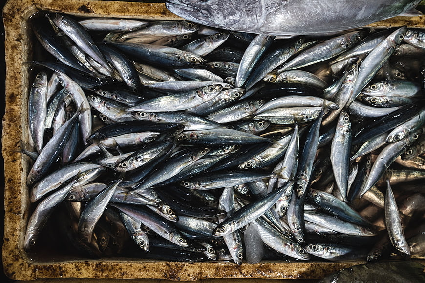 Top view of fresh sardines in a fish market crate