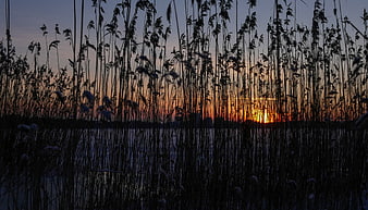 Silhouette of Reeds Against a Vibrant Sunset Sky