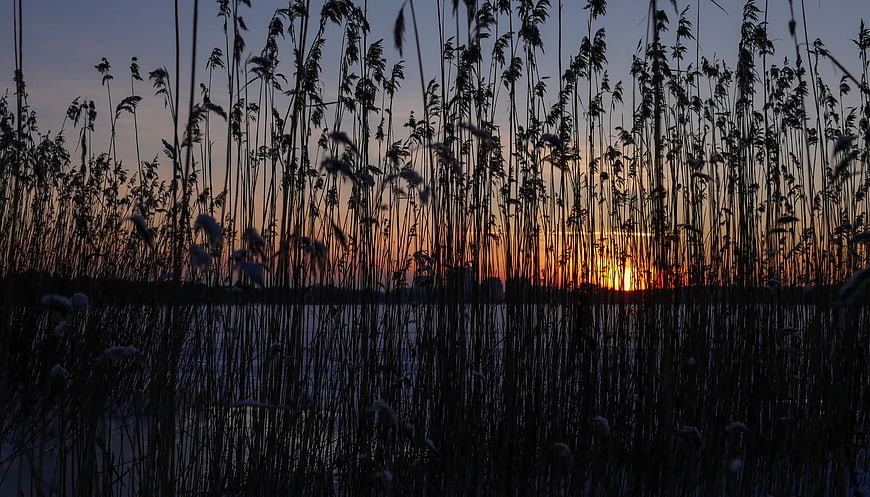 Silhouette of Reeds Against a Vibrant Sunset Sky