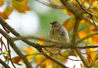 Small brown bird perched on tree branch in autumn