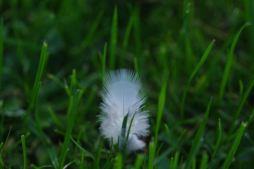 White Feather Resting in Green Grass Close-Up