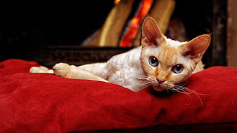 Devon Rex cat resting on red pillow by fireplace