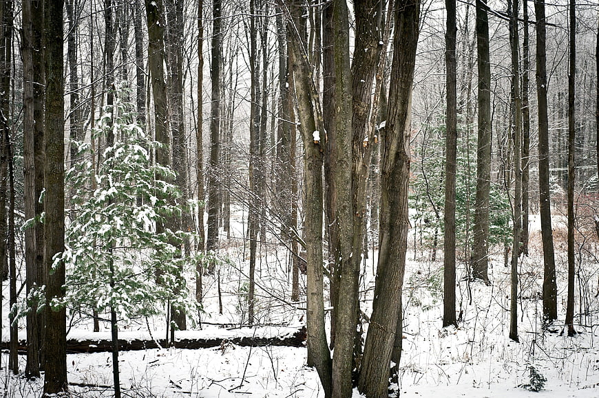Snowy winter forest with tall trees and evergreen