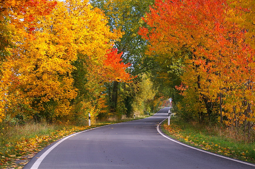 Winding Country Road Through Vibrant Autumn Forest
