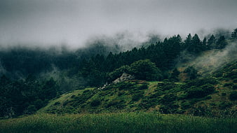 Misty green mountain landscape with forest and fog