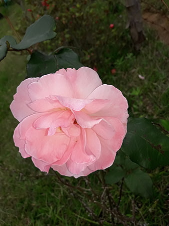 Close-up of a delicate pink rose in a garden
