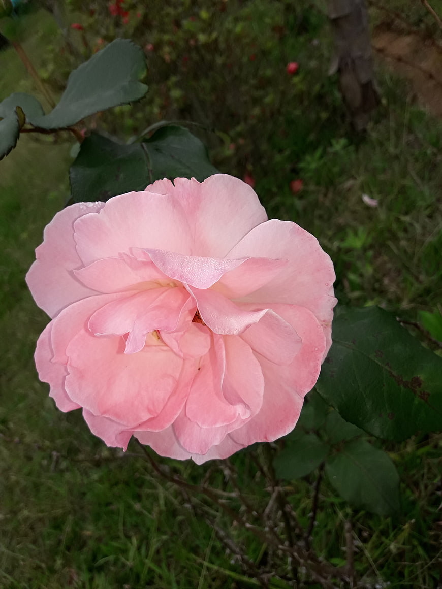 Close-up of a delicate pink rose in a garden