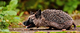 Surreal Hedgehog Dog Hybrid Animal In Green Garden