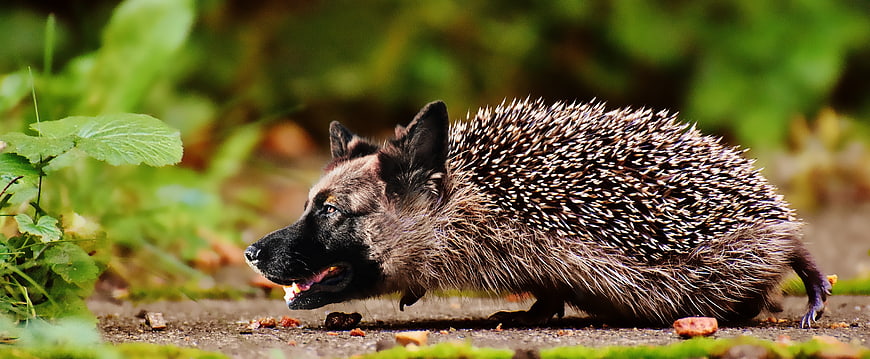 Surreal Hedgehog Dog Hybrid Animal In Green Garden