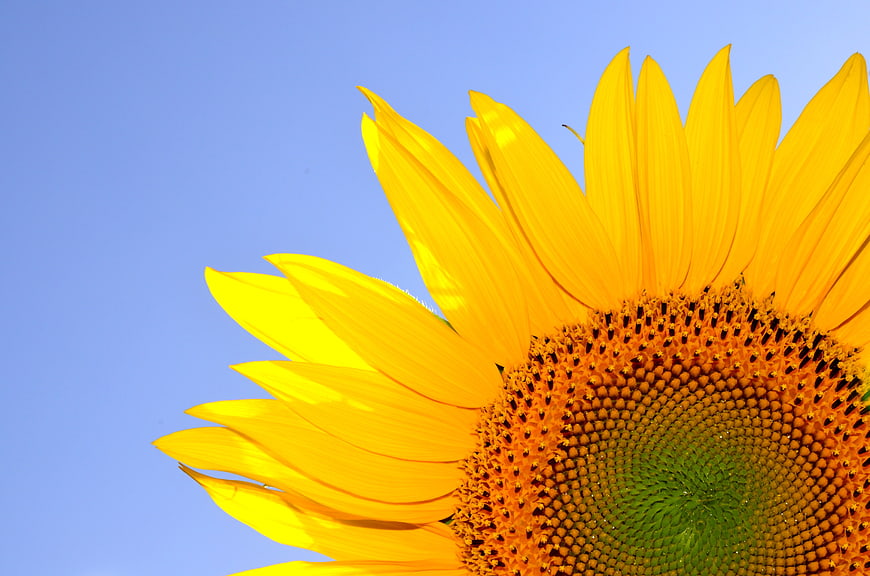 Vibrant Sunflower Close-Up Against Clear Blue Sky