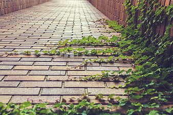 Green ivy vines growing on brick pathway
